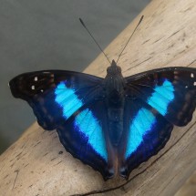 Big blue butterfly, wingspan more than 10 cm